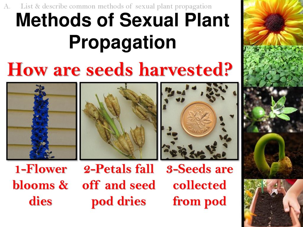 Plant Propagation Sexual Reproduction Of Plants Ppt Download