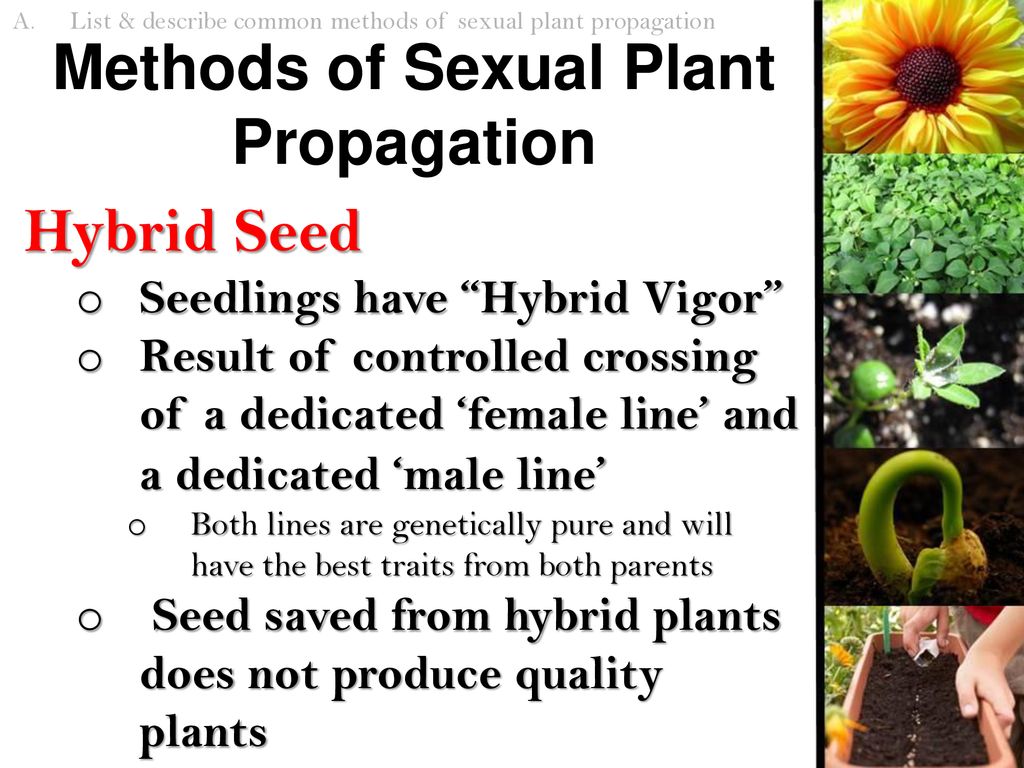 Plant Propagation Sexual Reproduction Of Plants Ppt Download