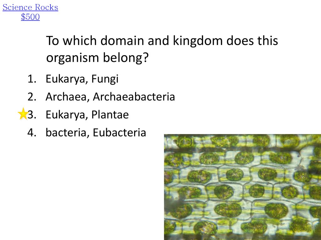 Unit 11: Classification Review - ppt download