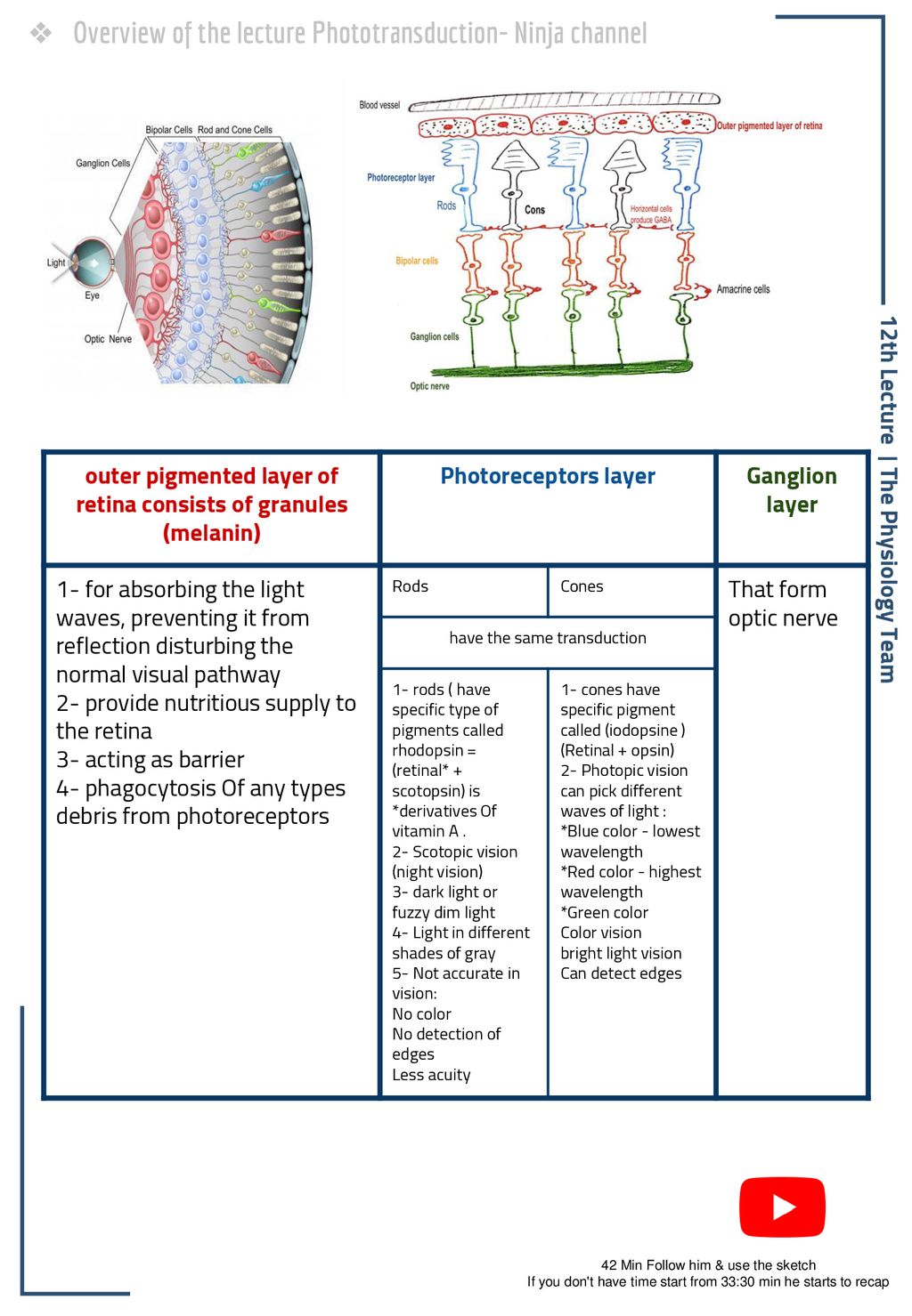 Phototransduction of light - ppt download