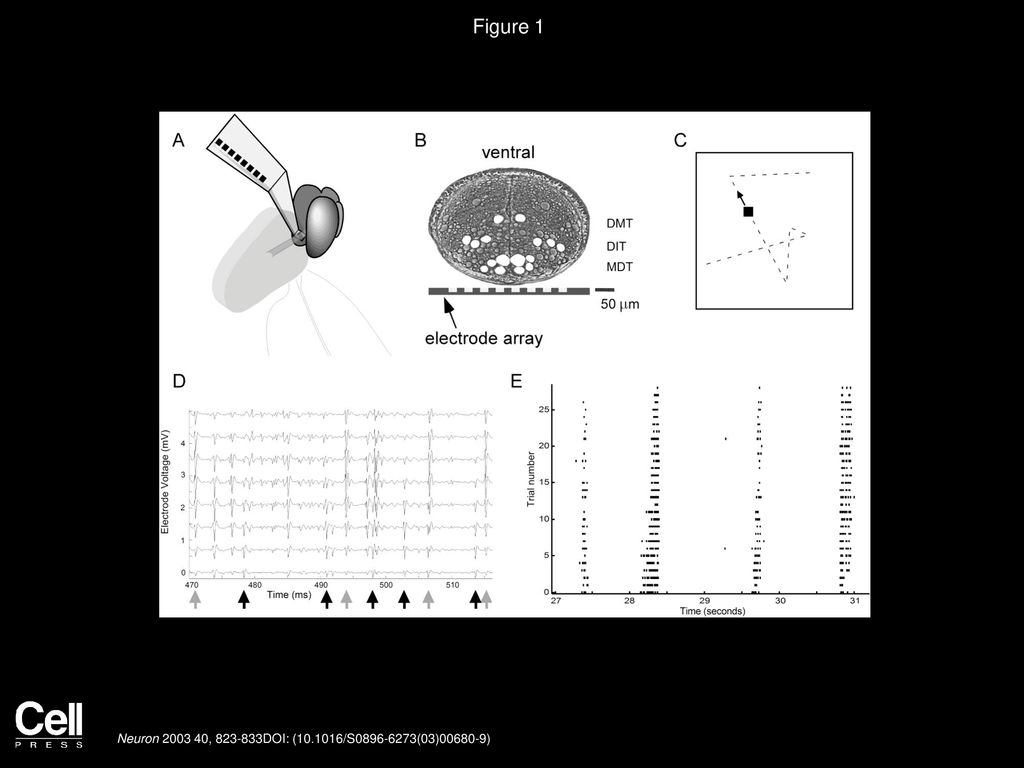 The Information Content of Receptive Fields ppt download