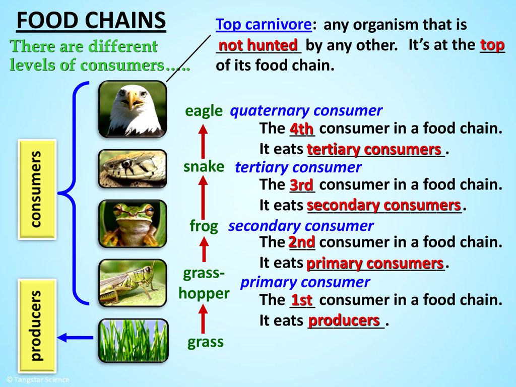 OBJECTIVES I can define and create a food chain.. Biology Diagrams