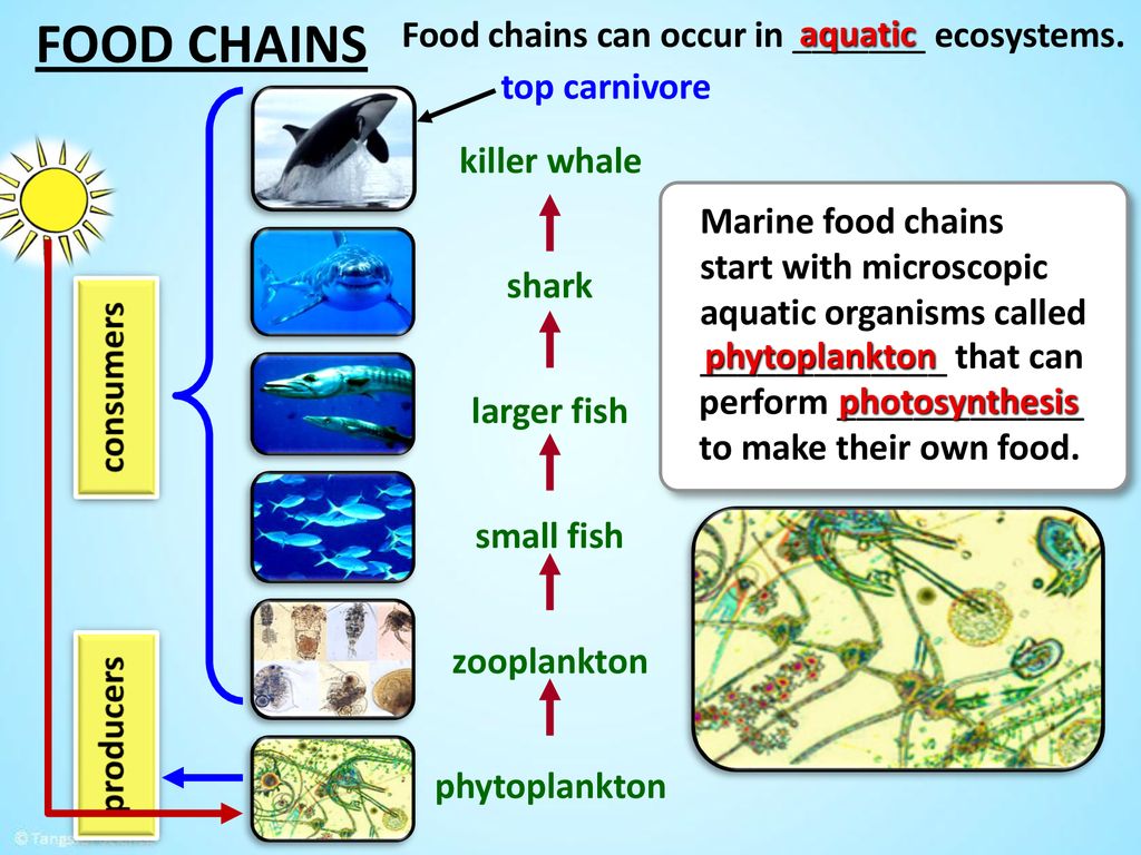OBJECTIVES I can define and create a food chain.. Biology Diagrams