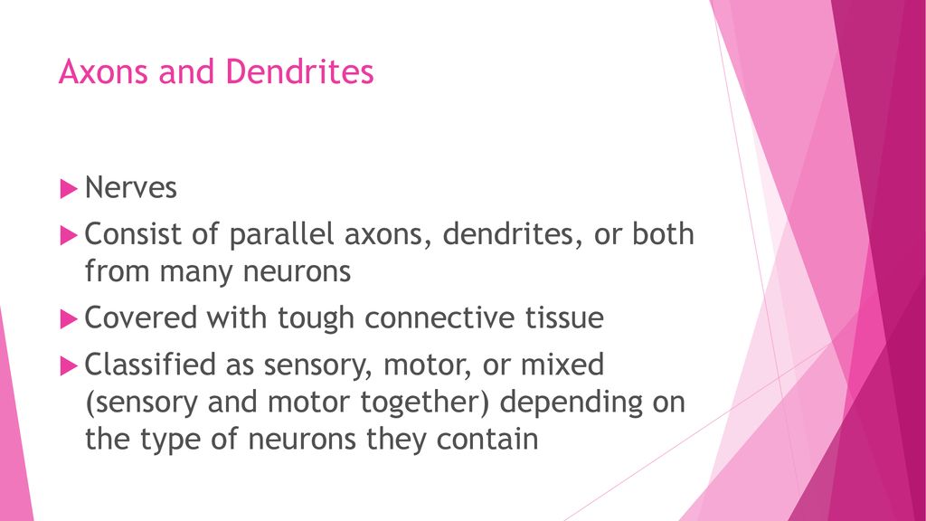 Neurons Chapter ppt download Biology Diagrams
