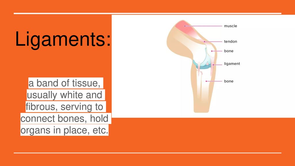 Ligaments: a band of tissue, usually white and fibrous, serving to connect bones, hold organs in place, etc.