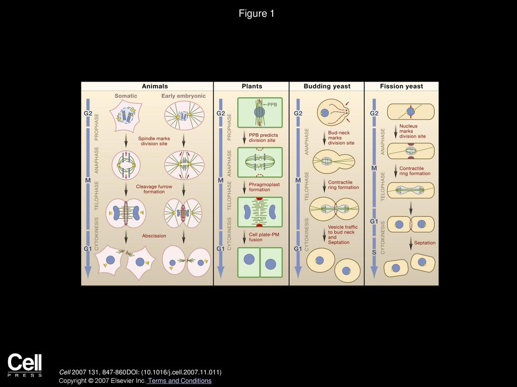 Cytokinesis: Placing and Making the Final Cut - ppt download