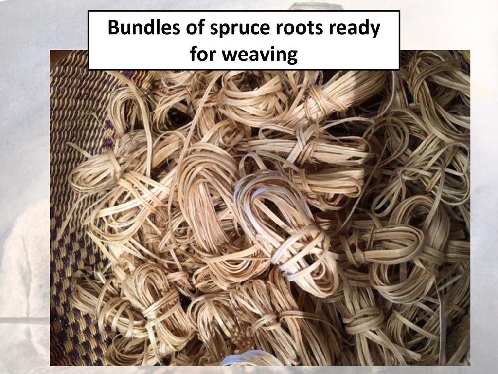 Bundles of spruce roots ready for weaving
