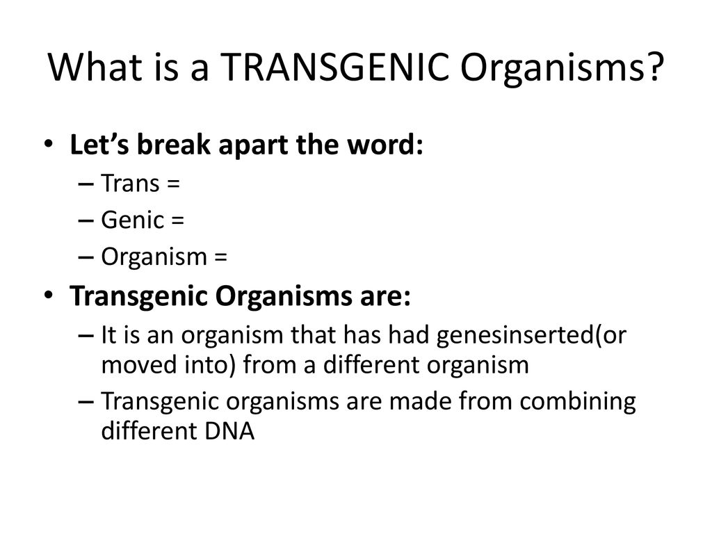 Transgenic Organisms Ppt Download