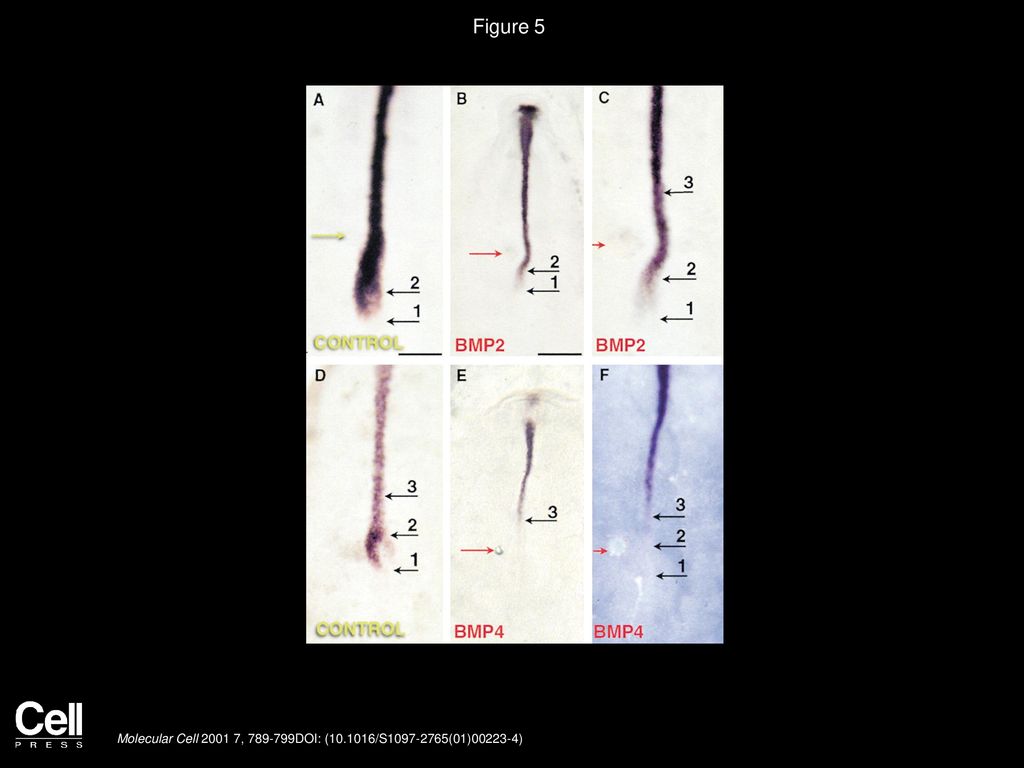 BMP4 Plays a Key Role in Left Right Patterning inEmbryos by