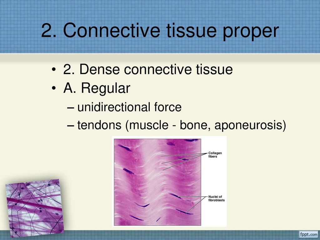 Connective Tissue Department of Biology, WCU. - ppt download