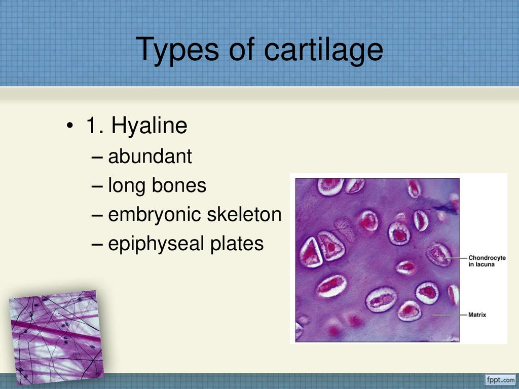 Connective Tissue Department of Biology, WCU. Biology Diagrams