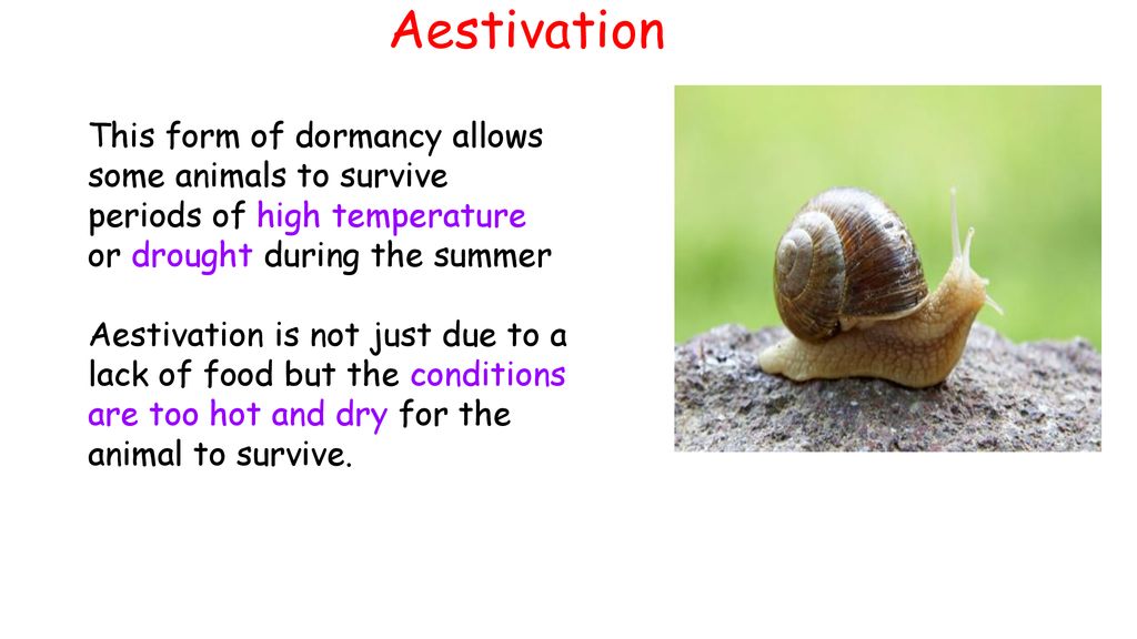 Metabolism and Survival - ppt download Metabolism and Survival - ppt download