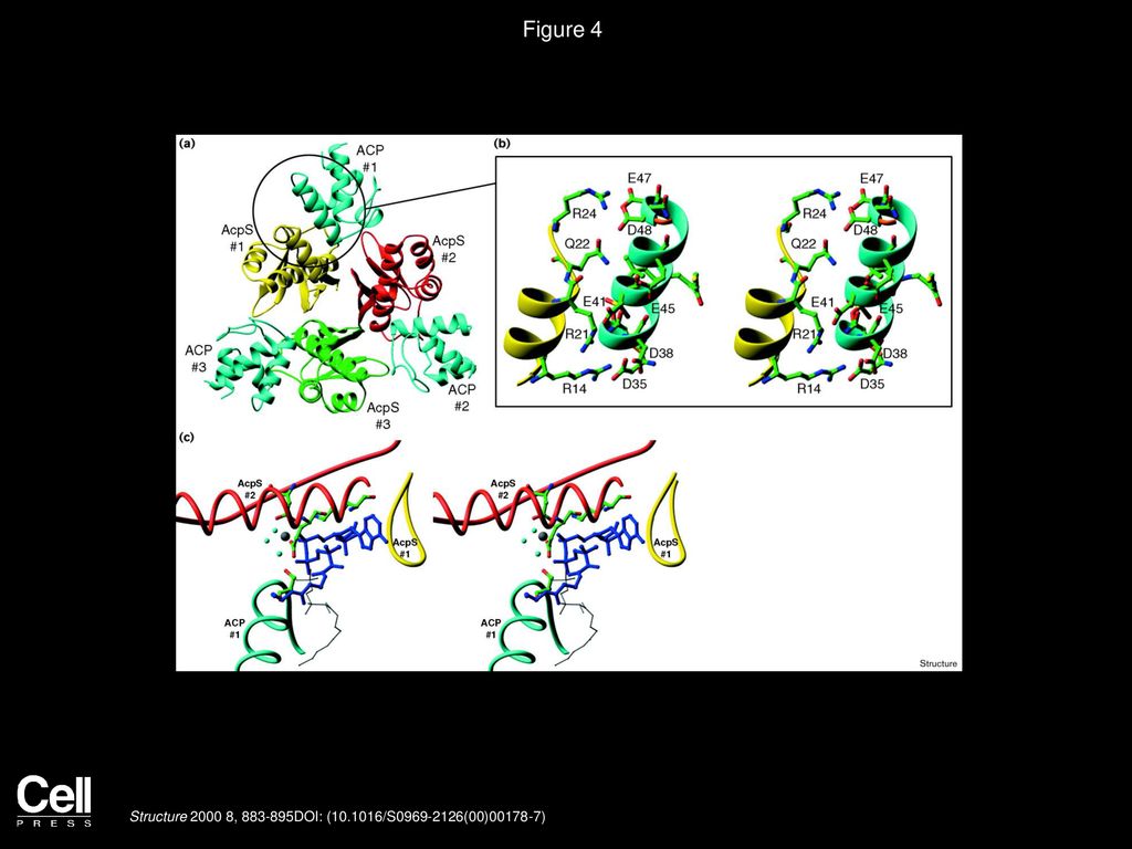 Volume 8, Issue 8, Pages (August 2000) ppt download