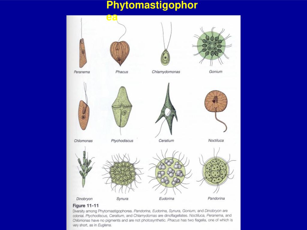 The Protozoans. - ppt download