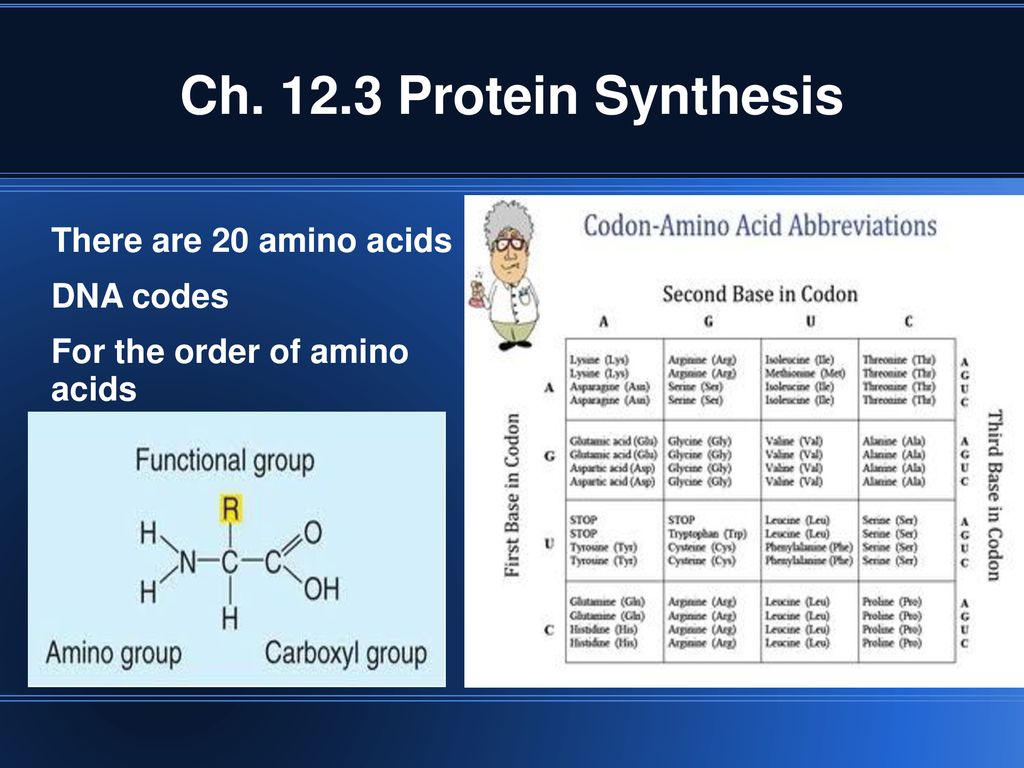 Protein Synthesis And Genetic Code Sbi4u Resource Website