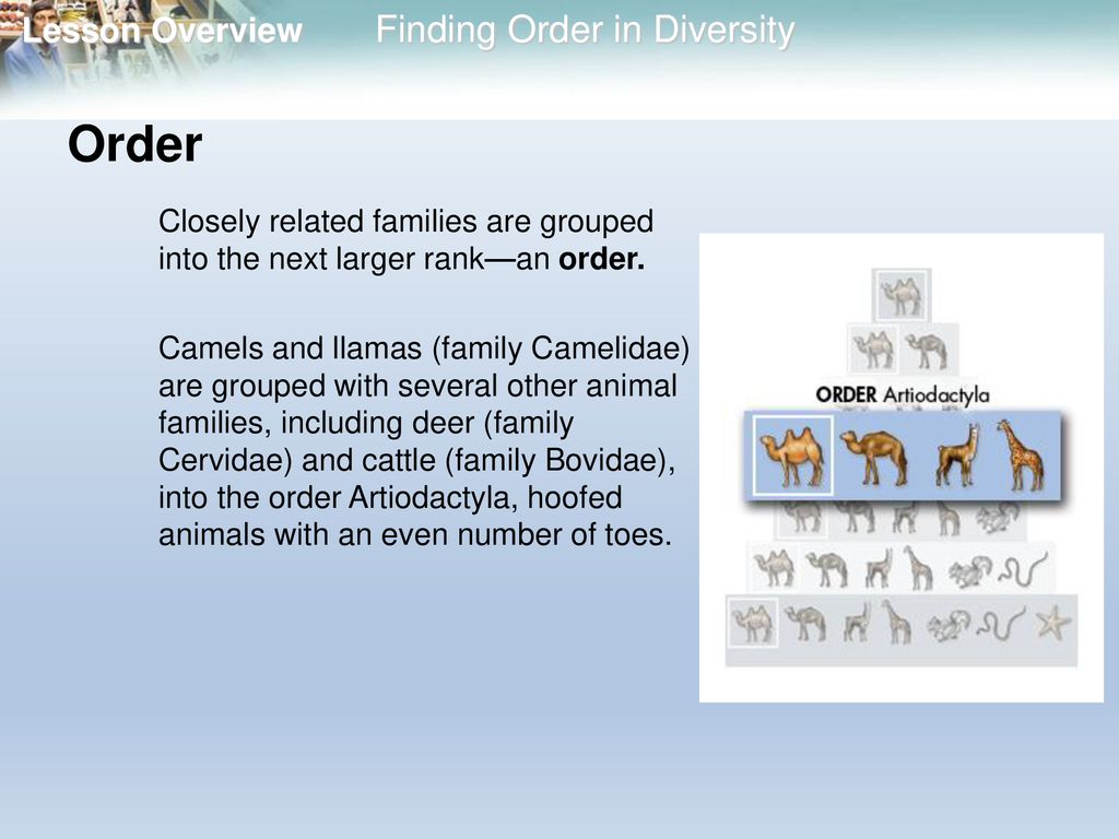 18.1 Finding Order in Diversity - ppt download
