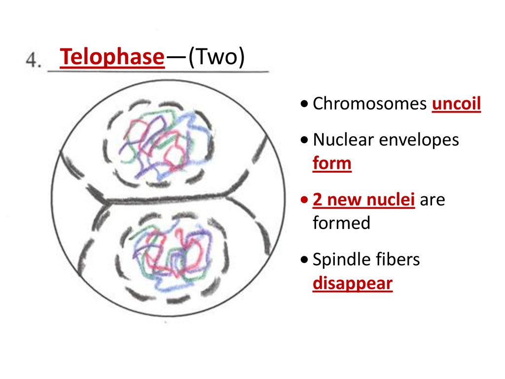 Cell Division—Mitosis Notes Biology Diagrams