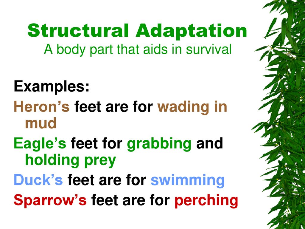 An Adaptation Is A Variation Of Structure Or Behavior That Aids The