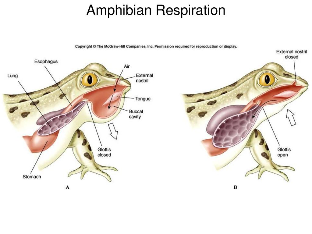 Функции дыхания у взрослых земноводных. Строение дыхательной системы лягушки. Дыхательная система для земноводных лягушек. Строение дыхательной системы амфибий. Система органов дыхания лягушки схема.