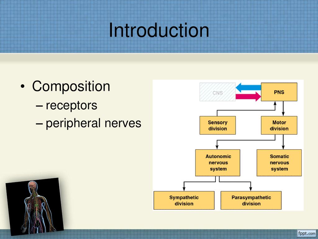 Introduction Composition receptors peripheral nerves