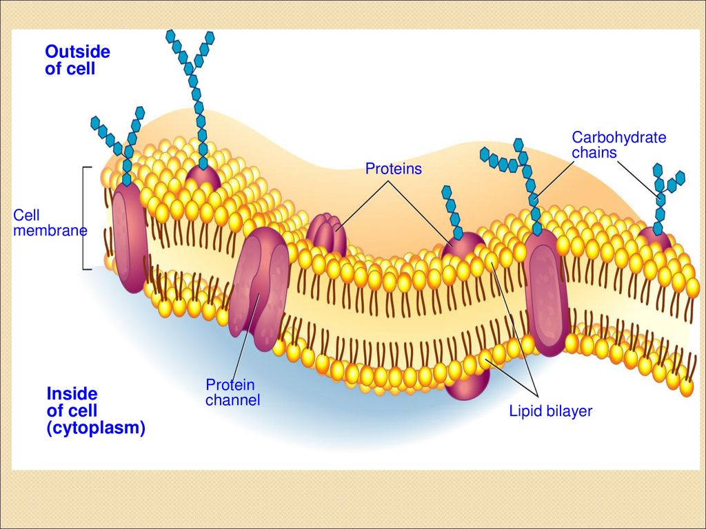 Cell Membrane & The Ways Molecules Move - ppt download