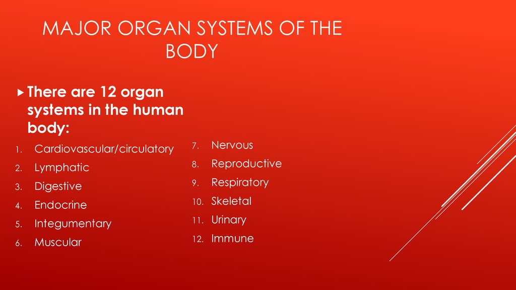 Human Anatomy Physiology Biology Diagrams