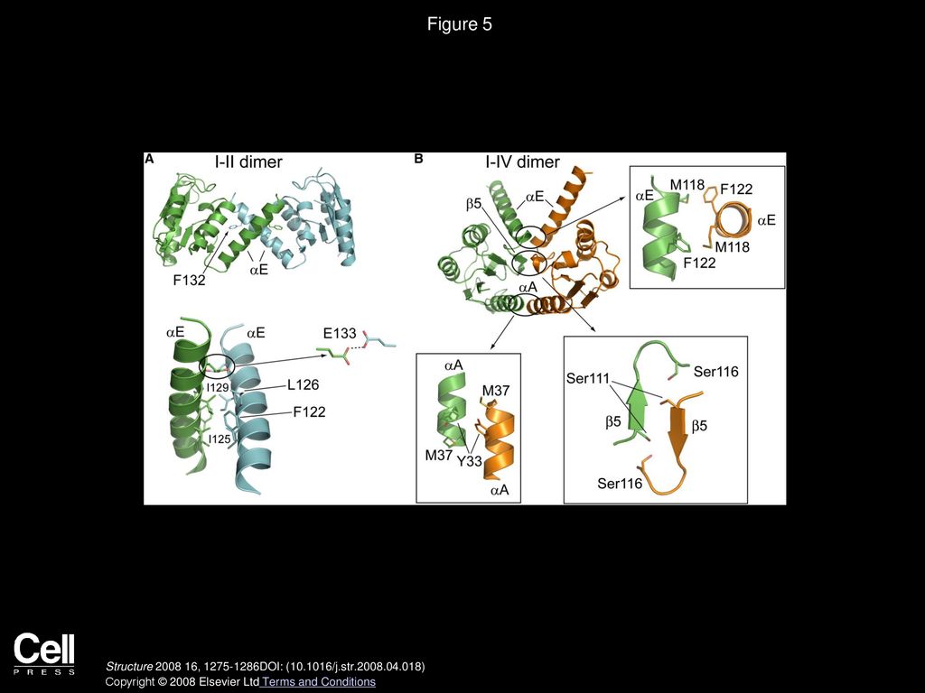 Tetrameric Structure of a Serine Integrase Catalytic Domain - ppt download