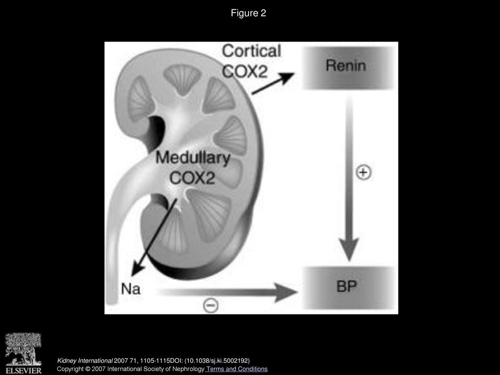 Figure 2 Role of renal COX2 in blood pressure regulation.
