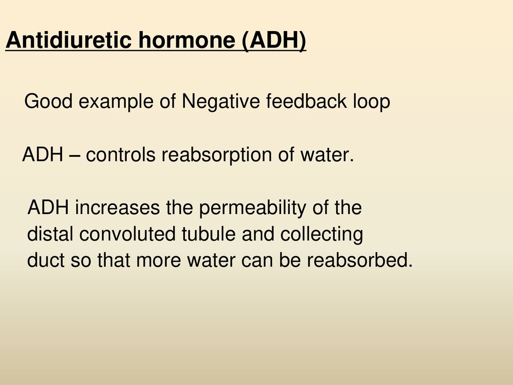 Antidiuretic hormone adh good example of negative feedback loop ppt