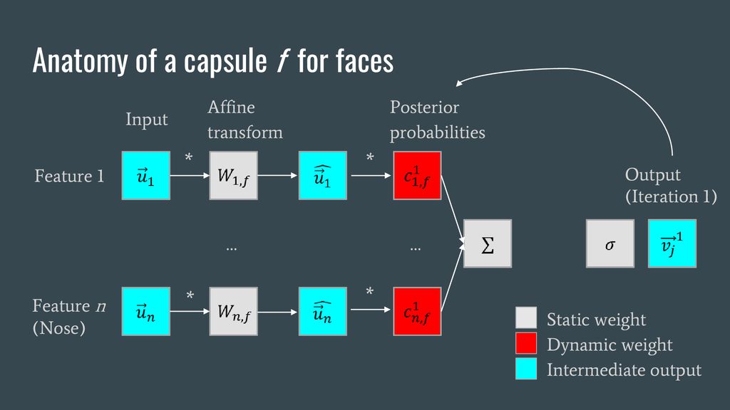 Anatomy of a capsule f for faces