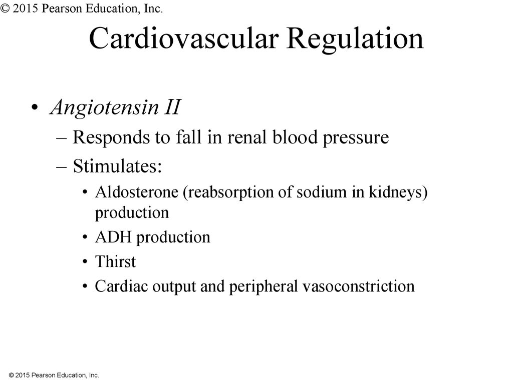 An Introduction to Blood Vessels and Circulation - ppt download