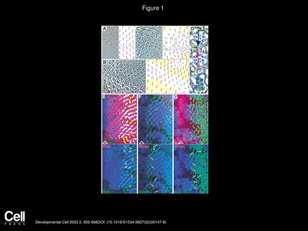 The Atypical Cadherin Flamingo Links Frizzled and Notch Signaling in