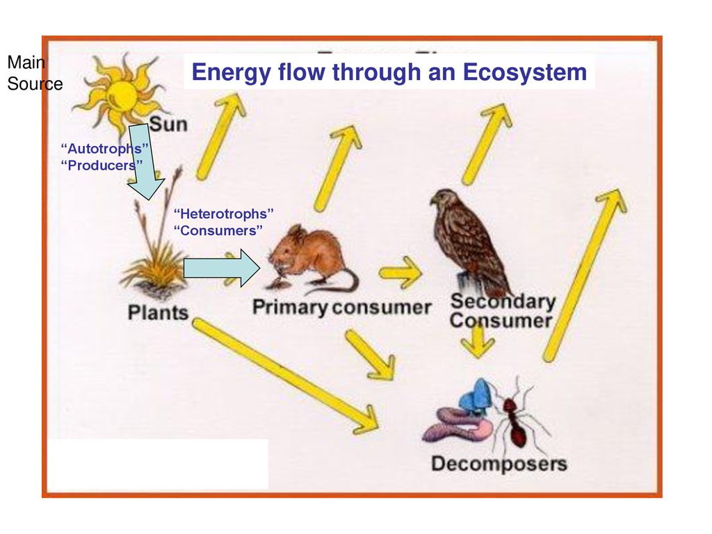 ECOLOGY THE BIOSPHERE Chapter 13, 14, 15, and ppt download