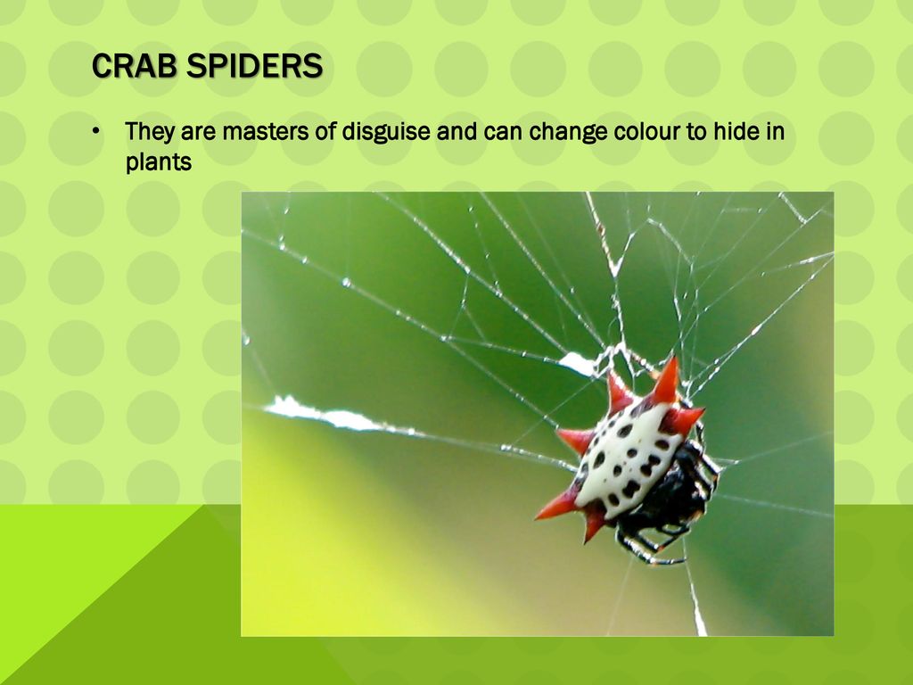 The life cycle of a Spider - ppt download