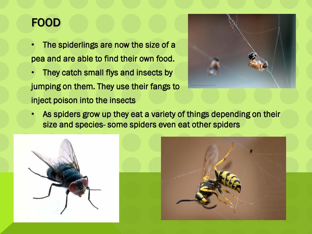 The life cycle of a Spider Biology Diagrams