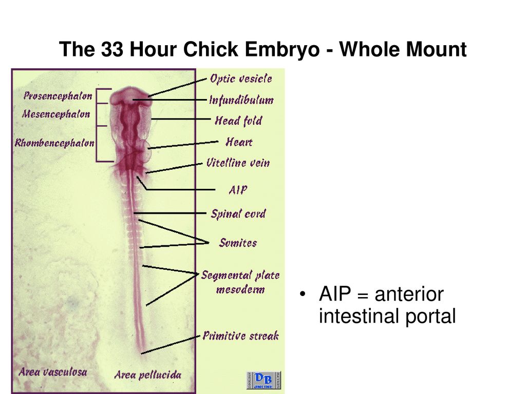 48 hour chick embryo serial cross section
