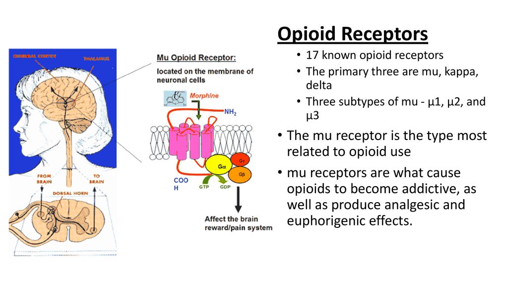 Opioids Lecture II. - ppt download