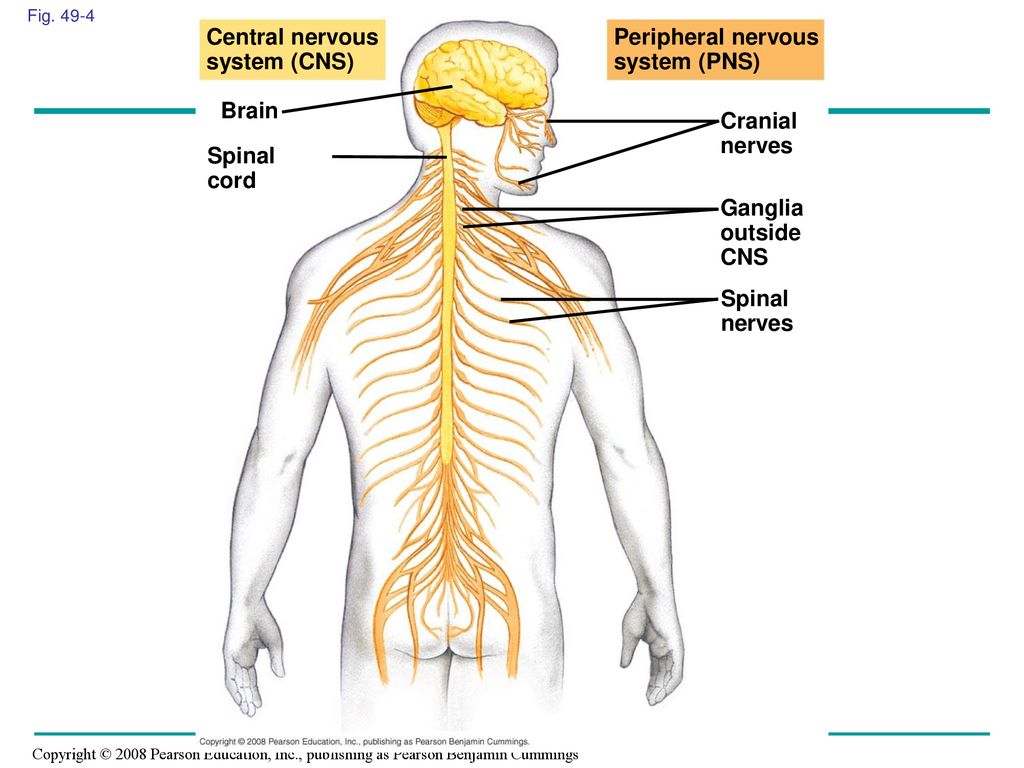 Хьюмен систем. Нервная система руки человека схема. Human nervous System. Тату нервная система. Peripheral nervous System.