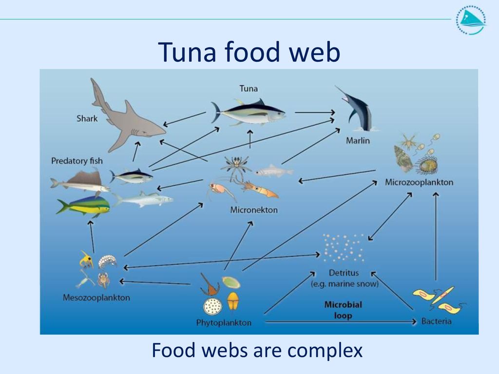 Зоопланктон трофический уровень. Пищевая сеть экосистемы море. Пищевая цепочка. Морская пищевая цепочка. Цепочка питания в море.