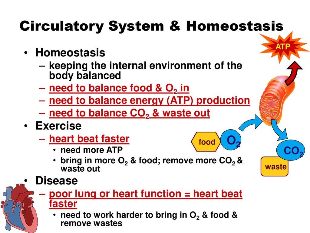 Circulatory System & Homeostasis