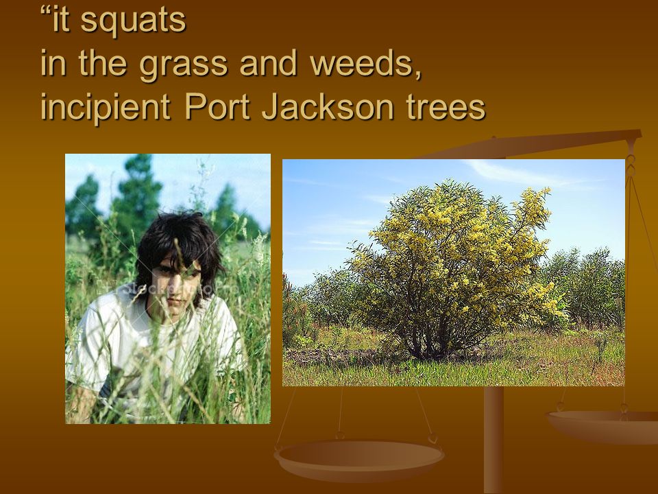 it squats in the grass and weeds, incipient Port Jackson trees