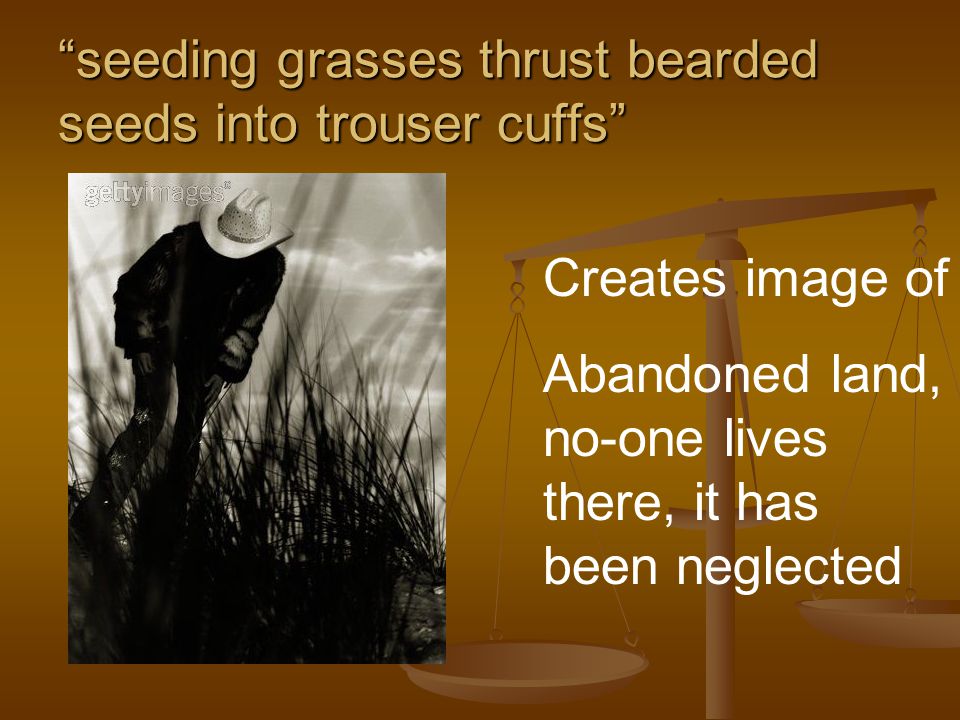 seeding grasses thrust bearded seeds into trouser cuffs