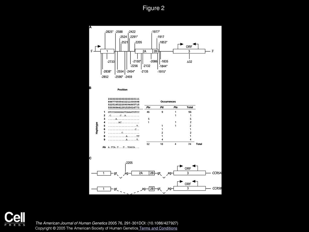 Contrasting Effects of Natural Selection on Human and Chimpanzee CC