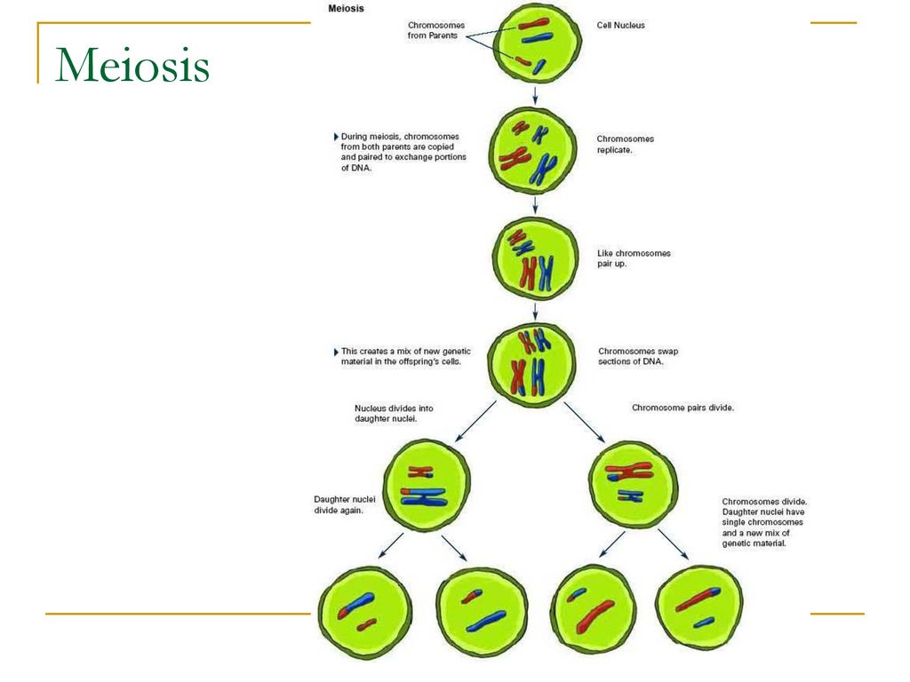 Мейоз в жизненном цикле организмов. Мейоз. Мейоз схема с хромосомным набором. Мейоз таблица кратко. Эвакуационное деление мейоз.