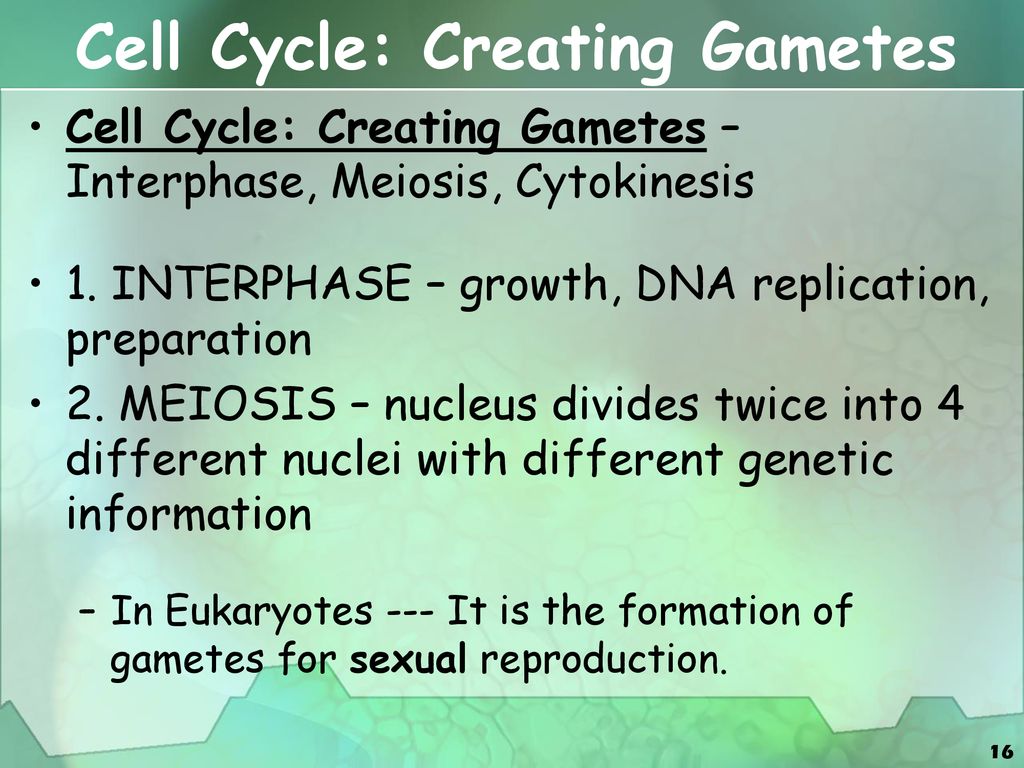 Cellular Division. Biology Diagrams