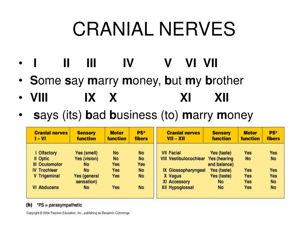 Some Say Marry Money Cranial Nerves slidesharetrick