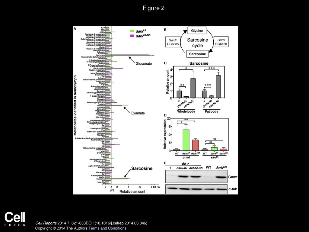 Figure 2 Defective Apoptosis Results in Sarcosine Elevation due to gnmt Upregulation.