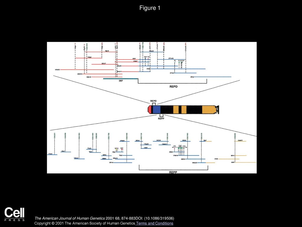 Olfactory receptor–gene clusters, genomic-inversion polymorphisms, and
