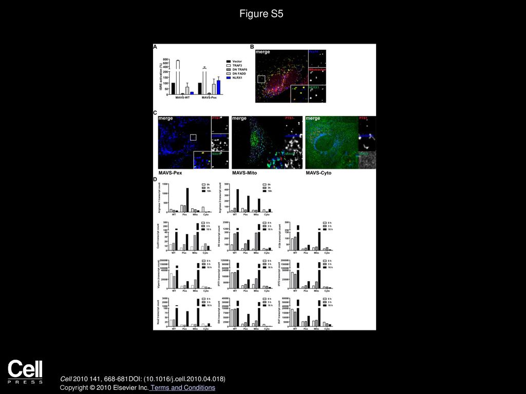 Figure S5 Peroxisomal MAVS Elicits a Proinflammatory Response in Macrophages.