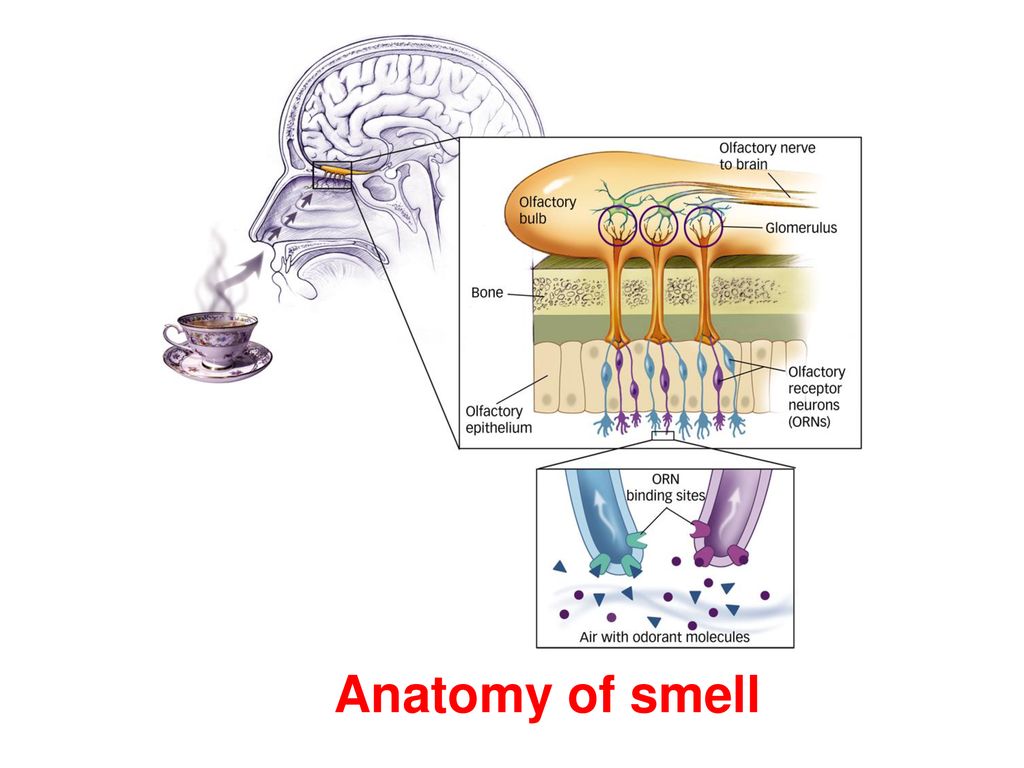PSYCHOLOGY SENSATION and PERCEPTION Biology Diagrams